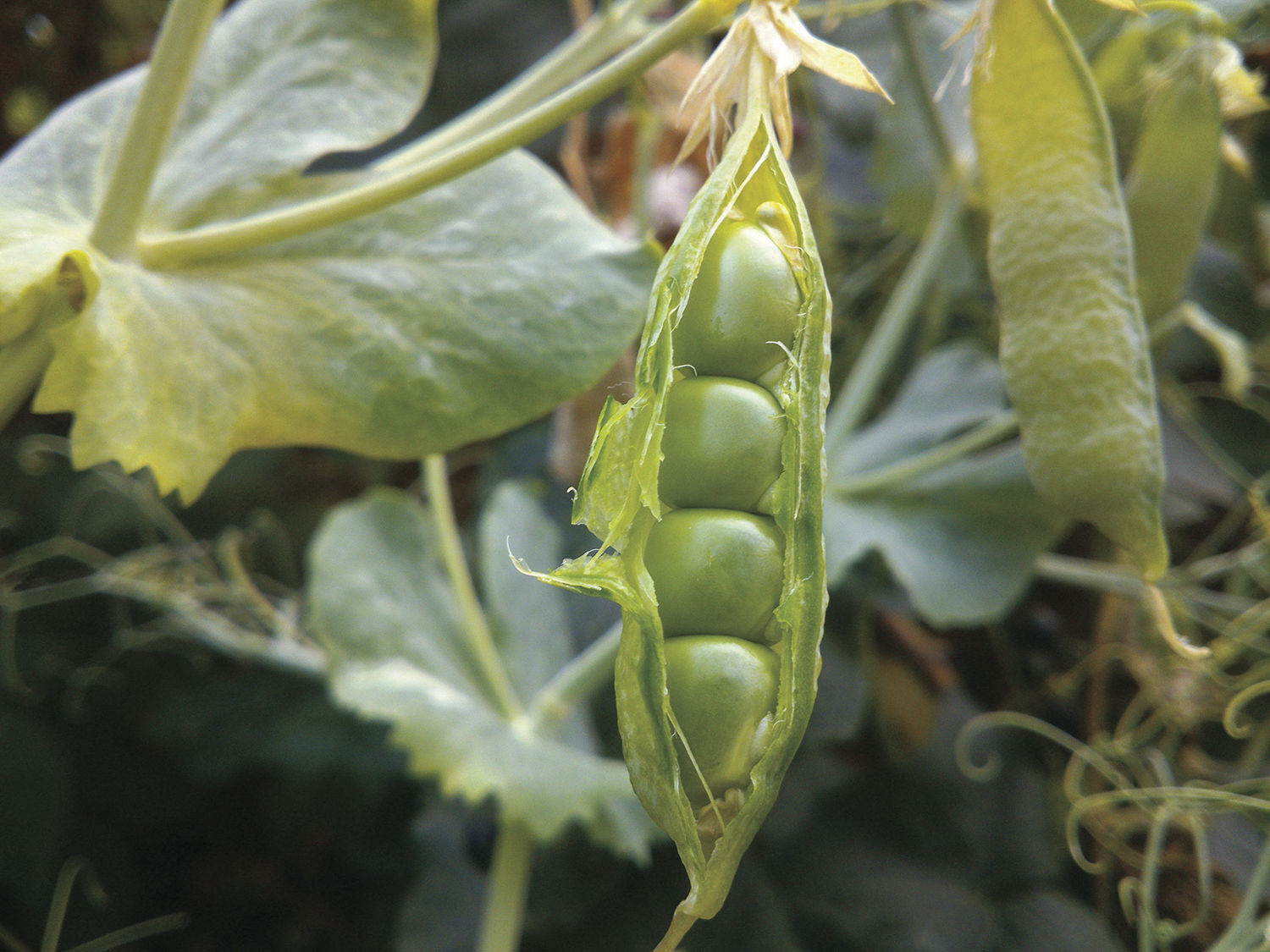 Can regular people be seed-savers and seed-keepers?